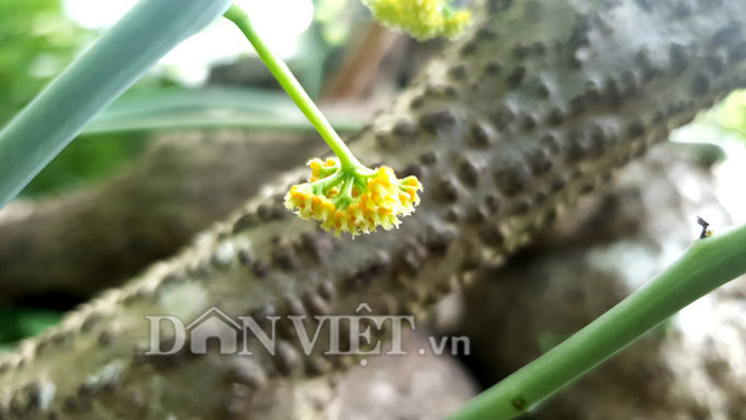 Cần Thơ: Củ bình vôi nặng trên 40kg, trả 15 triệu chủ vẫn lắc đầu-4