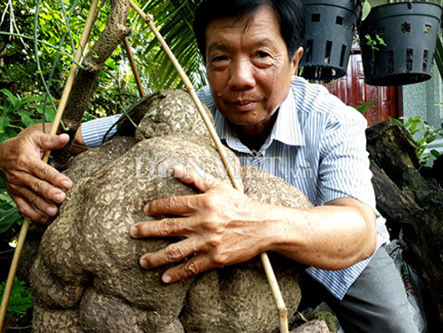 Nhặt vỏ quýt bỏ đi, chôn đất 6 năm sau đào lên bán 6 triệu/kg-4