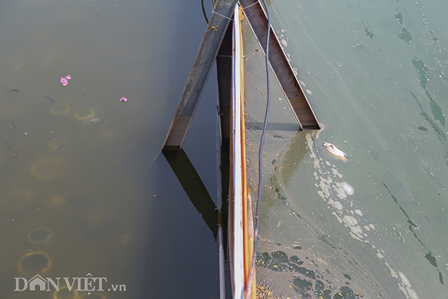 Nước hồ Tây chuyển màu trong vắt hé lộ nhiều điều bất ngờ dưới đáy-3