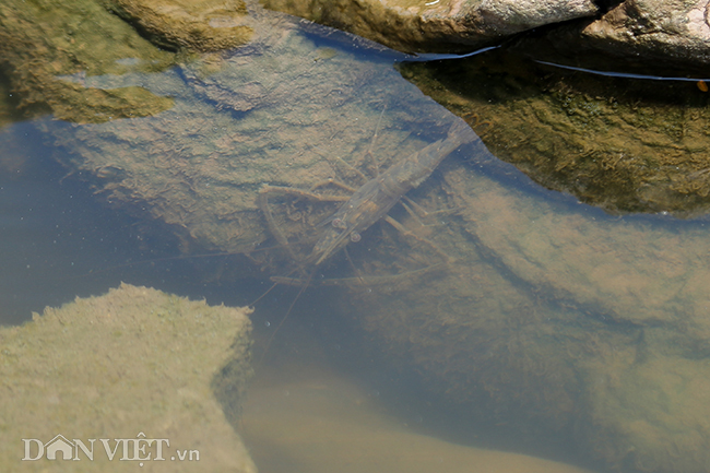 Nước hồ Tây chuyển màu trong vắt hé lộ nhiều điều bất ngờ dưới đáy-6