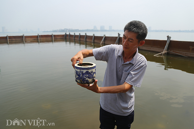 Nước hồ Tây chuyển màu trong vắt hé lộ nhiều điều bất ngờ dưới đáy-10