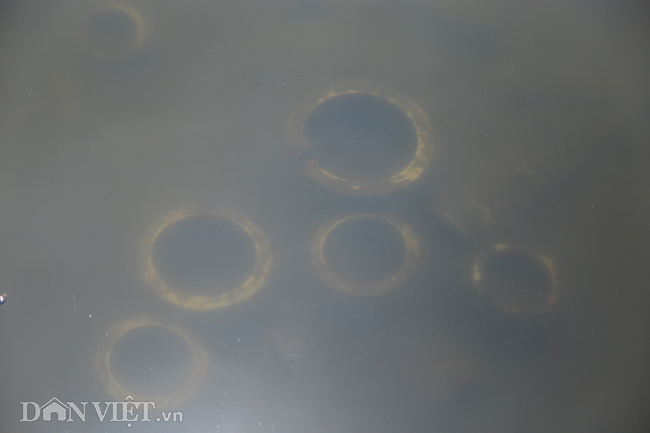 Nước hồ Tây chuyển màu trong vắt hé lộ nhiều điều bất ngờ dưới đáy-7