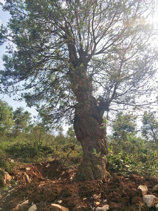 Đại gia đi bộ 2 ngày, mất hơn tỷ rước quái kiệt trong rừng về chơi-3