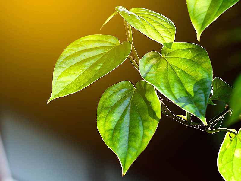 Từ trường hợp bé sơ sinh bị bỏng da do đắp lá trầu không, chuyên gia cảnh báo không tự ý dùng trầu không chữa bệnh-2