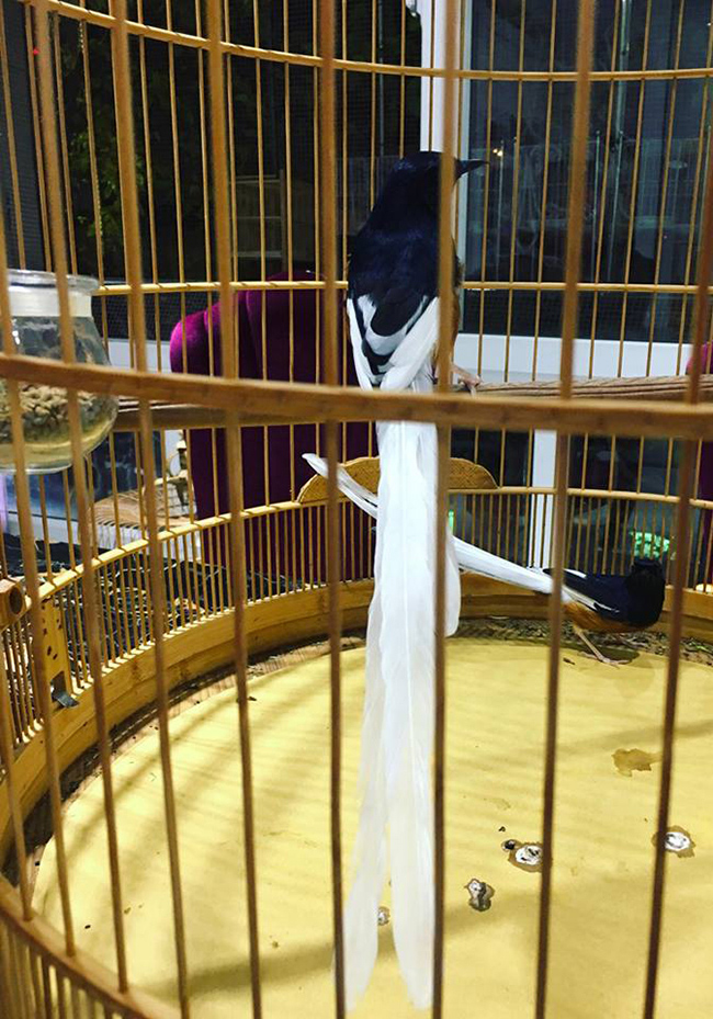 Lóa mắt với chim quý tộc giá tiền tỷ có bảo mẫu chăm sóc, ở phòng điều hòa cả ngày-10