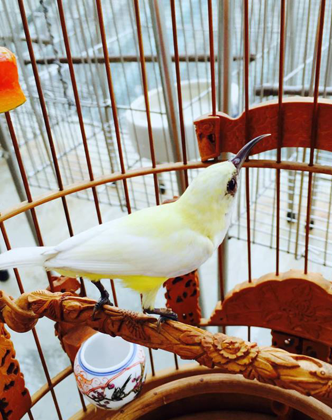 Lóa mắt với chim quý tộc giá tiền tỷ có bảo mẫu chăm sóc, ở phòng điều hòa cả ngày-11