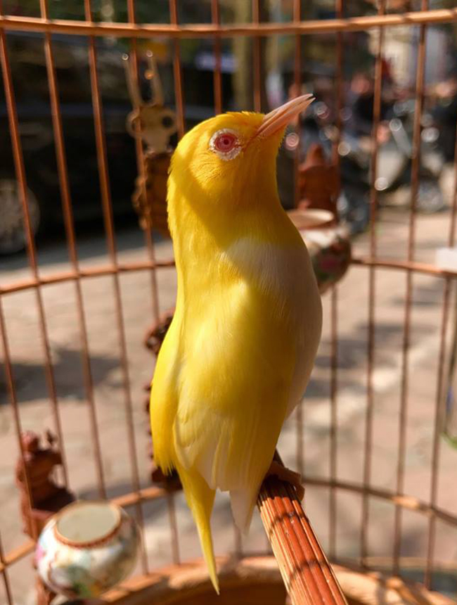 Lóa mắt với chim quý tộc giá tiền tỷ có bảo mẫu chăm sóc, ở phòng điều hòa cả ngày-12