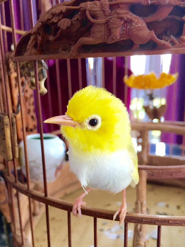 Lóa mắt với chim quý tộc giá tiền tỷ có bảo mẫu chăm sóc, ở phòng điều hòa cả ngày-13