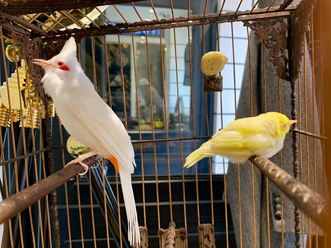 Lóa mắt với chim quý tộc giá tiền tỷ có bảo mẫu chăm sóc, ở phòng điều hòa cả ngày-8
