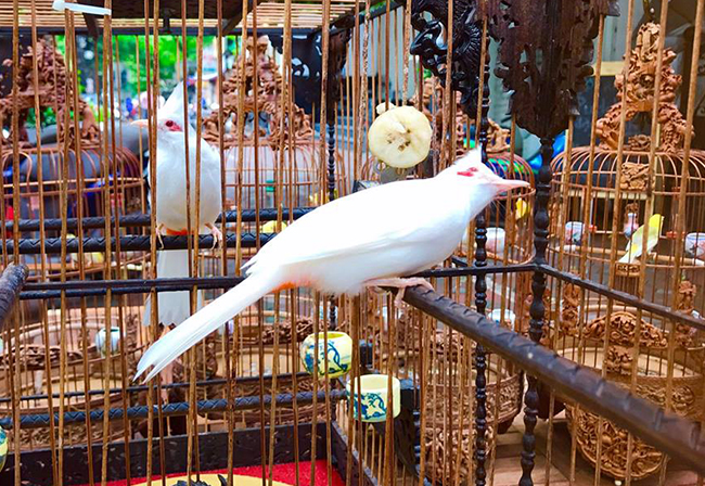 Lóa mắt với chim quý tộc giá tiền tỷ có bảo mẫu chăm sóc, ở phòng điều hòa cả ngày-14