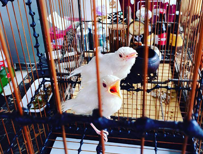 Lóa mắt với chim quý tộc giá tiền tỷ có bảo mẫu chăm sóc, ở phòng điều hòa cả ngày-16