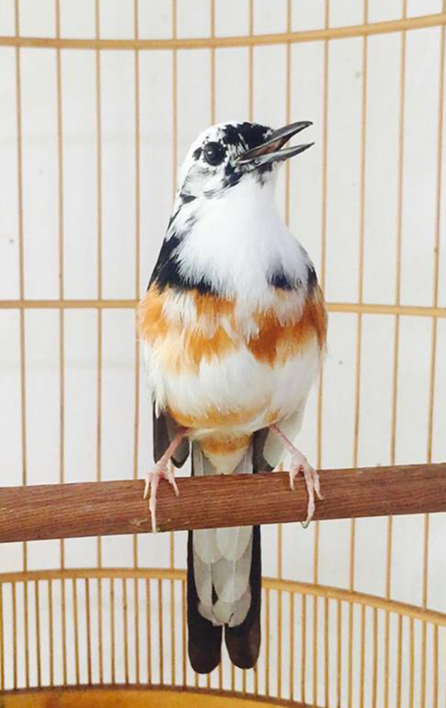 Lóa mắt với chim quý tộc giá tiền tỷ có bảo mẫu chăm sóc, ở phòng điều hòa cả ngày-17