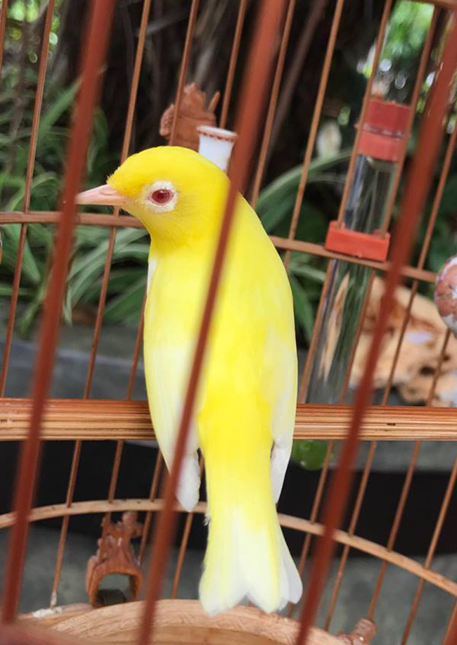 Lóa mắt với chim quý tộc giá tiền tỷ có bảo mẫu chăm sóc, ở phòng điều hòa cả ngày-18