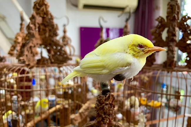 Lóa mắt với chim quý tộc giá tiền tỷ có bảo mẫu chăm sóc, ở phòng điều hòa cả ngày-19