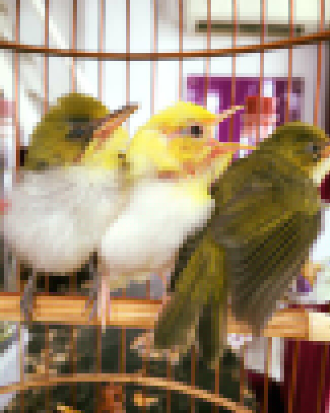 Lóa mắt với chim quý tộc giá tiền tỷ có bảo mẫu chăm sóc, ở phòng điều hòa cả ngày-15