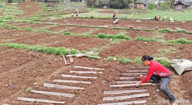 Nông dân trồng rễ cây biến sắc, bán gần 40 nghìn nửa cân-2