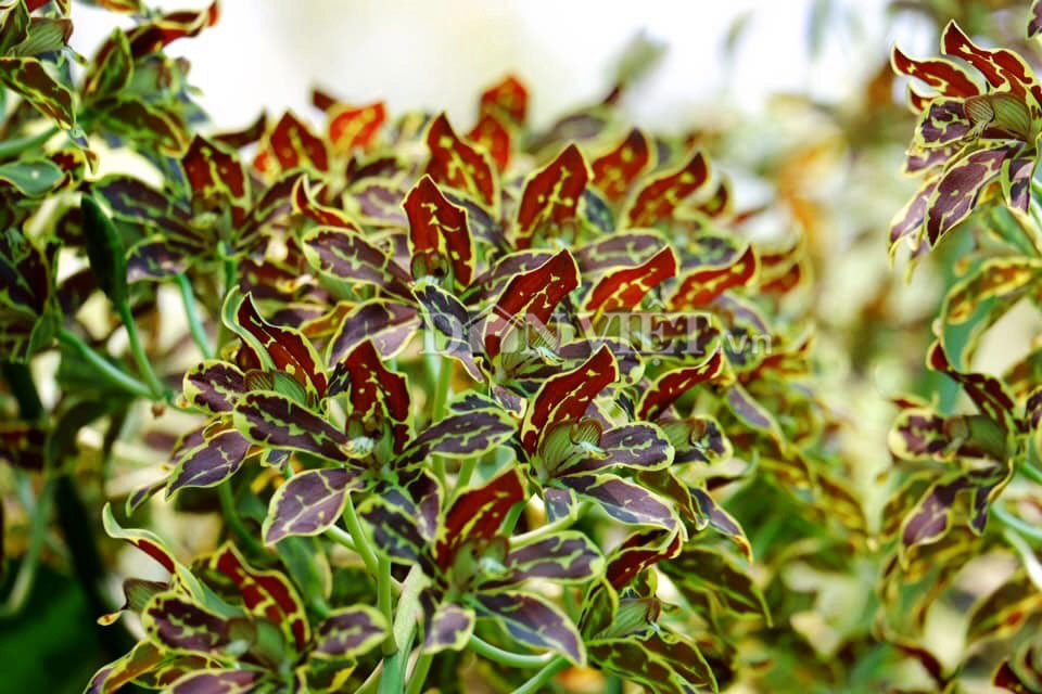 Anh giáo dạy võ trồng lan vạn người mê, hoa nở chi chít nghìn bông-4