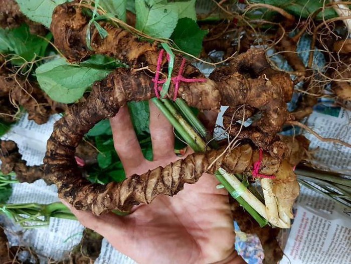 Đại gia Hà thành chi chục triệu thuê ô tô riêng chở một củ sâm quý-12