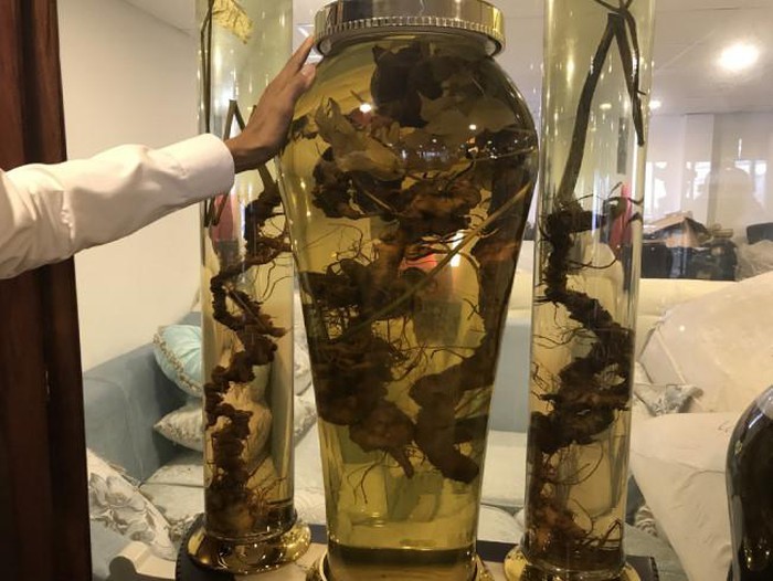 Đại gia Hà thành chi chục triệu thuê ô tô riêng chở một củ sâm quý-5