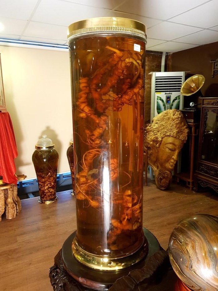 Đại gia Hà thành chi chục triệu thuê ô tô riêng chở một củ sâm quý-7