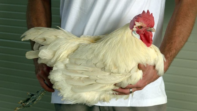 Gà hơn 1 triệu/kg, nuôi 4 tháng đút túi tiền tỷ-1