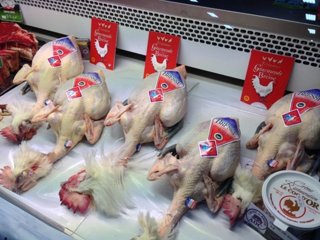 Gà hơn 1 triệu/kg, nuôi 4 tháng đút túi tiền tỷ-10