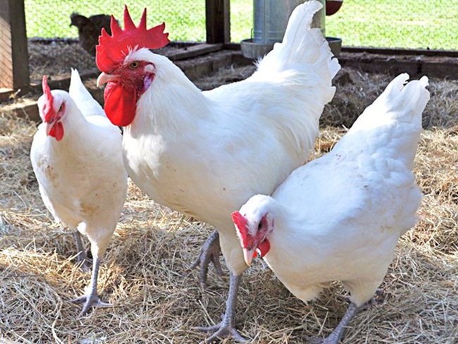 Gà hơn 1 triệu/kg, nuôi 4 tháng đút túi tiền tỷ-12