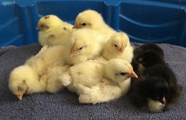 Gà hơn 1 triệu/kg, nuôi 4 tháng đút túi tiền tỷ-6