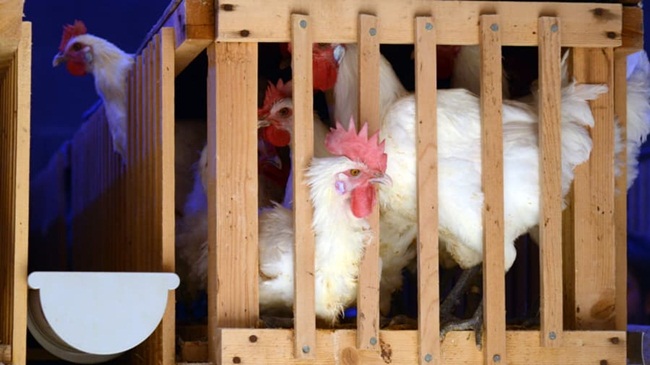 Gà hơn 1 triệu/kg, nuôi 4 tháng đút túi tiền tỷ-9