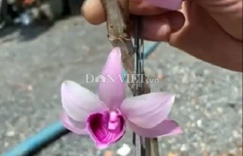 Hàng khủng Lâm Đồng: Chậu lan Giả hạc đột biến bán giá 5 tỷ đồng-3