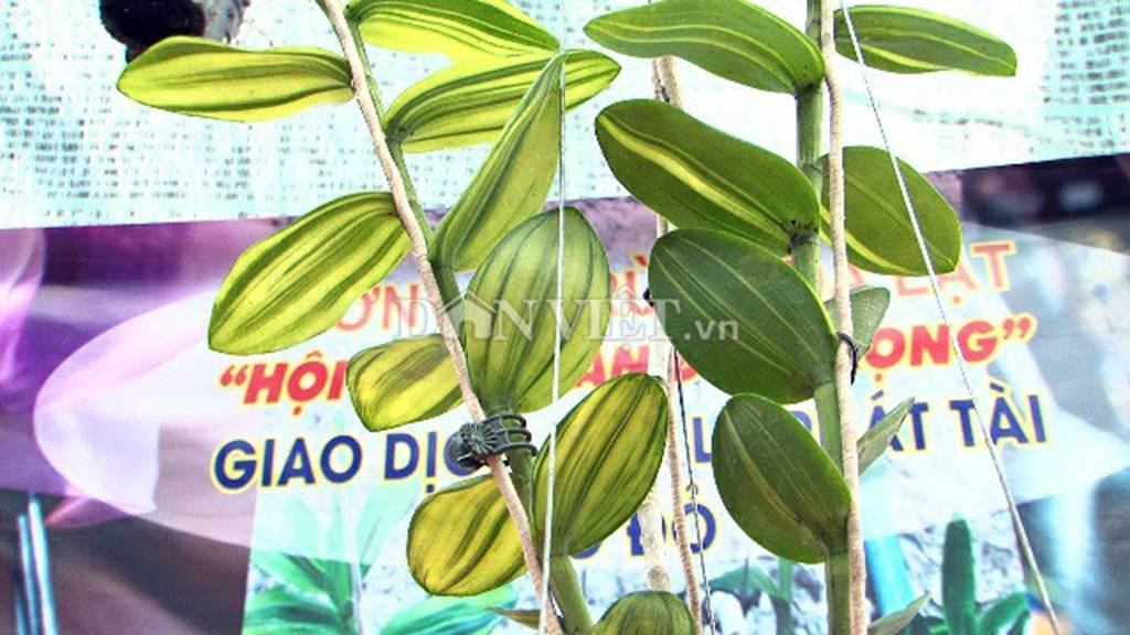 Hàng khủng Lâm Đồng: Chậu lan Giả hạc đột biến bán giá 5 tỷ đồng-4