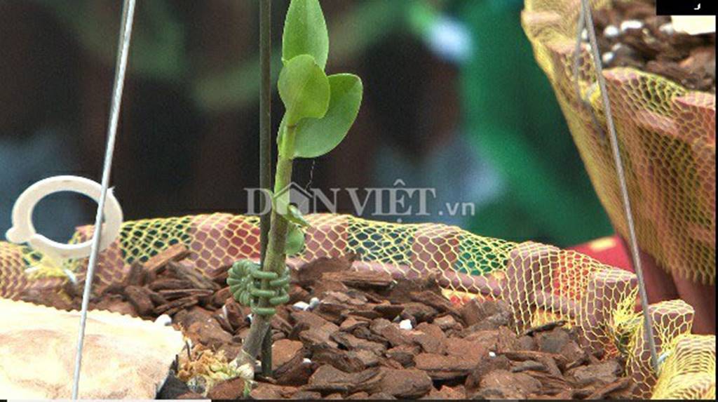 Hàng khủng Lâm Đồng: Chậu lan Giả hạc đột biến bán giá 5 tỷ đồng-5