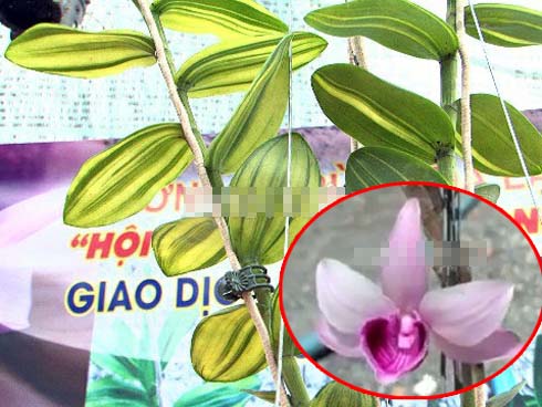 Giả hạc Ma Bó đột biến 5 tỷ: Thương vụ lố bịch?-3