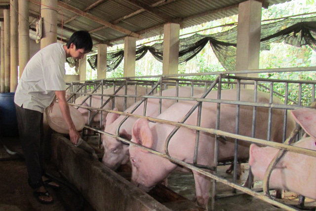 Lợn chết 3,3 triệu con giá vẫn giảm mạnh, dân 2 lần lỗ đau-1