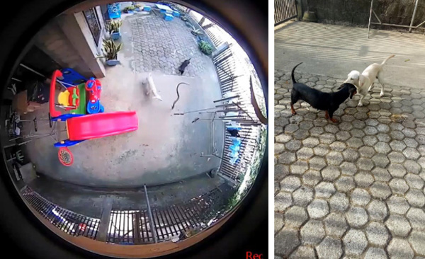 Video: Chú chó hi sinh thân mình, giết chết rắn độc bảo vệ cô chủ nhỏ khiến nhiều người cảm động-1