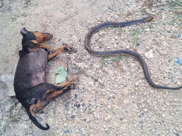 Video: Chú chó hi sinh thân mình, giết chết rắn độc bảo vệ cô chủ nhỏ khiến nhiều người cảm động-2