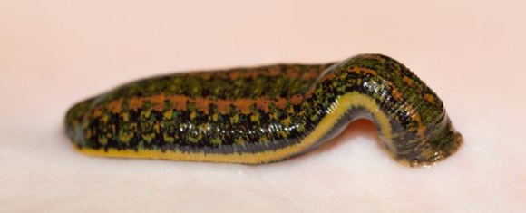 Có những người nuôi đỉa như thú cưng, cho chúng ăn bằng máu của mình-2