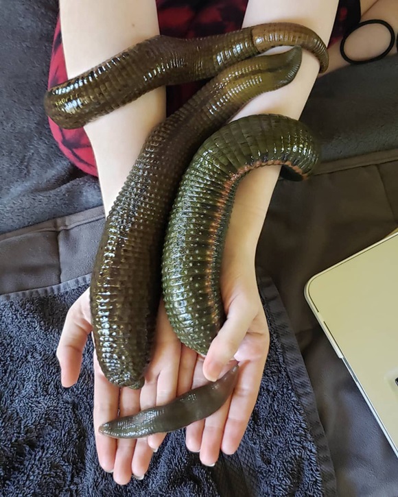 Có những người nuôi đỉa như thú cưng, cho chúng ăn bằng máu của mình-6