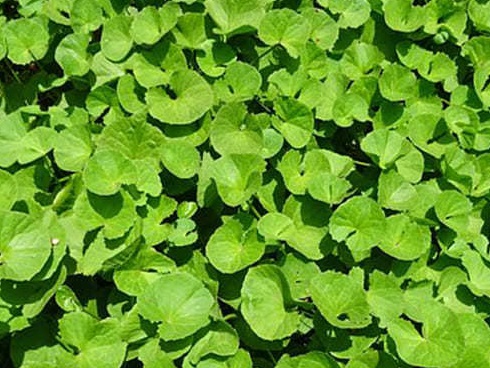 Sỏi mật trâu, bò đắt hơn vàng ròng, xếp hàng cả năm không có mà mua-4