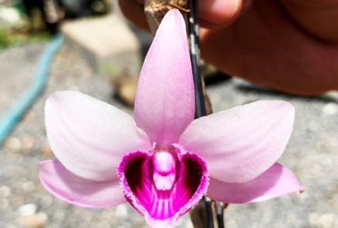 Giả hạc Ma Bó đột biến 5 tỷ: Thương vụ lố bịch?-2