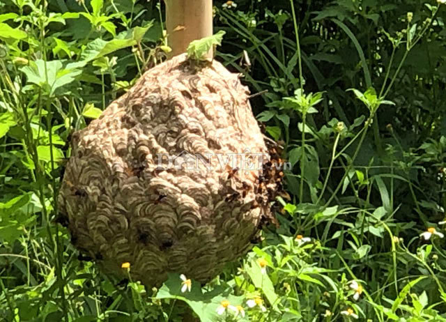 Độc nhất Quảng Ngãi: Nuôi bộ sưu tập loài tử thần la liệt vườn nhà-1