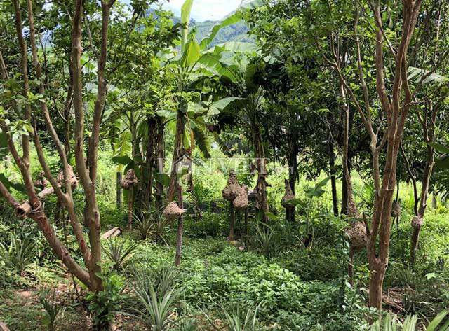 Độc nhất Quảng Ngãi: Nuôi bộ sưu tập loài tử thần la liệt vườn nhà-2