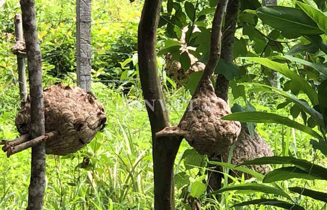 Độc nhất Quảng Ngãi: Nuôi bộ sưu tập loài tử thần la liệt vườn nhà-3