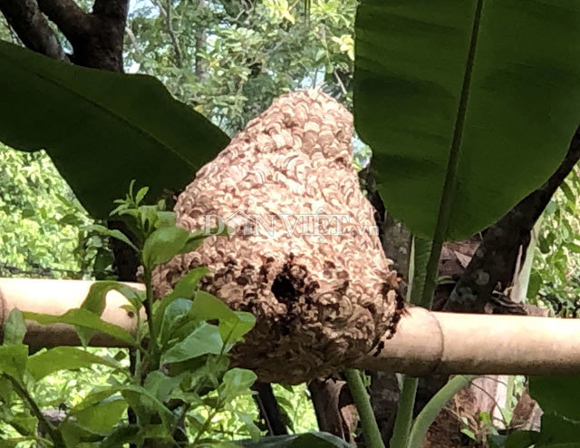 Độc nhất Quảng Ngãi: Nuôi bộ sưu tập loài tử thần la liệt vườn nhà-4