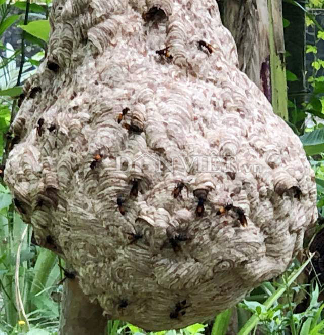 Độc nhất Quảng Ngãi: Nuôi bộ sưu tập loài tử thần la liệt vườn nhà-5