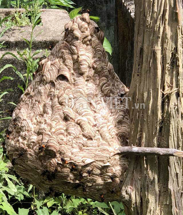 Độc nhất Quảng Ngãi: Nuôi bộ sưu tập loài tử thần la liệt vườn nhà-6