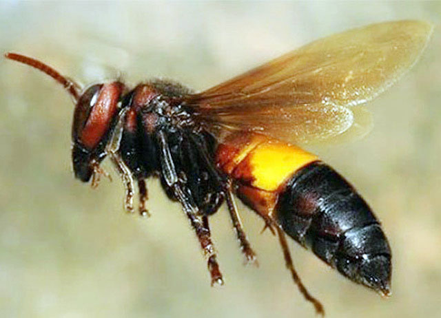 Độc nhất Quảng Ngãi: Nuôi bộ sưu tập loài tử thần la liệt vườn nhà-7