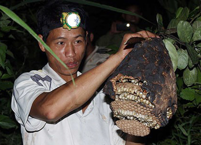 Độc nhất Quảng Ngãi: Nuôi bộ sưu tập loài tử thần la liệt vườn nhà-9