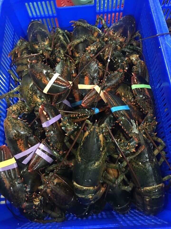Tôm hùm Alaska về Việt Nam 170 ngàn/kg, rẻ giật mình như tôm ngoài chợ-1