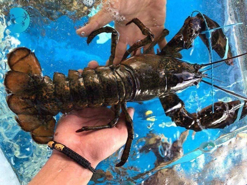 Tôm hùm Alaska về Việt Nam 170 ngàn/kg, rẻ giật mình như tôm ngoài chợ-2